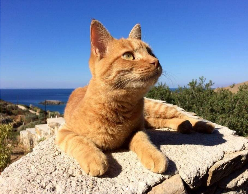 Nearly 100 Cats Co-Exist On This Greek Island Peacefully