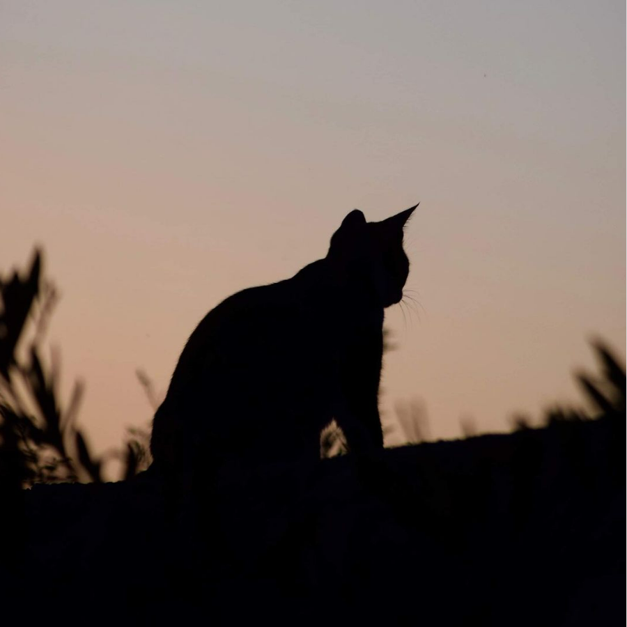 Nearly 100 Cats Co-Exist On This Greek Island Peacefully