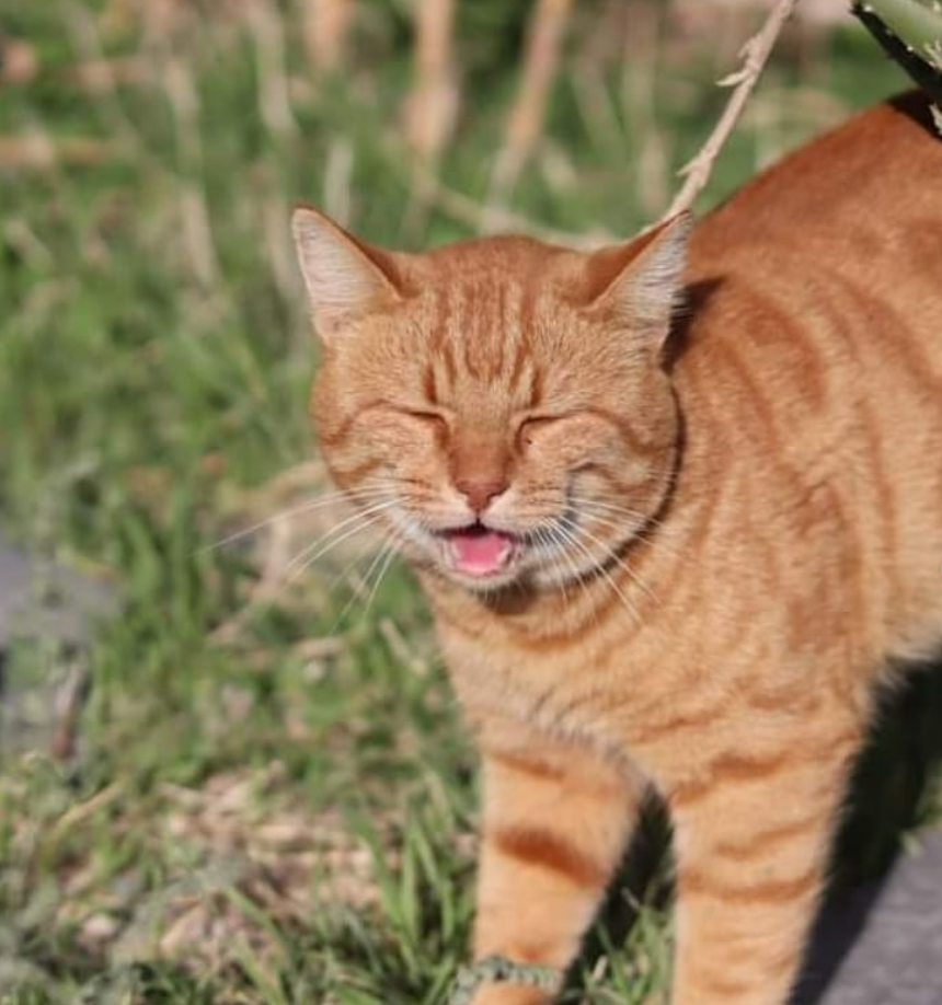 Nearly 100 Cats Co-Exist On This Greek Island Peacefully