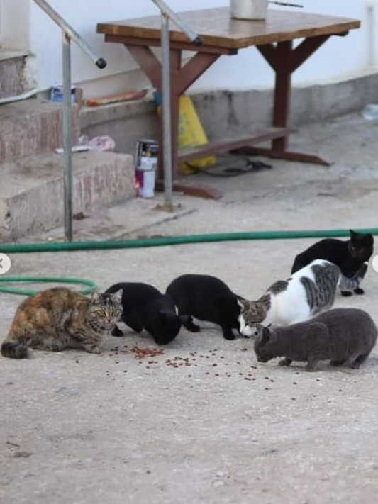 Nearly 100 Cats Co-Exist On This Greek Island Peacefully