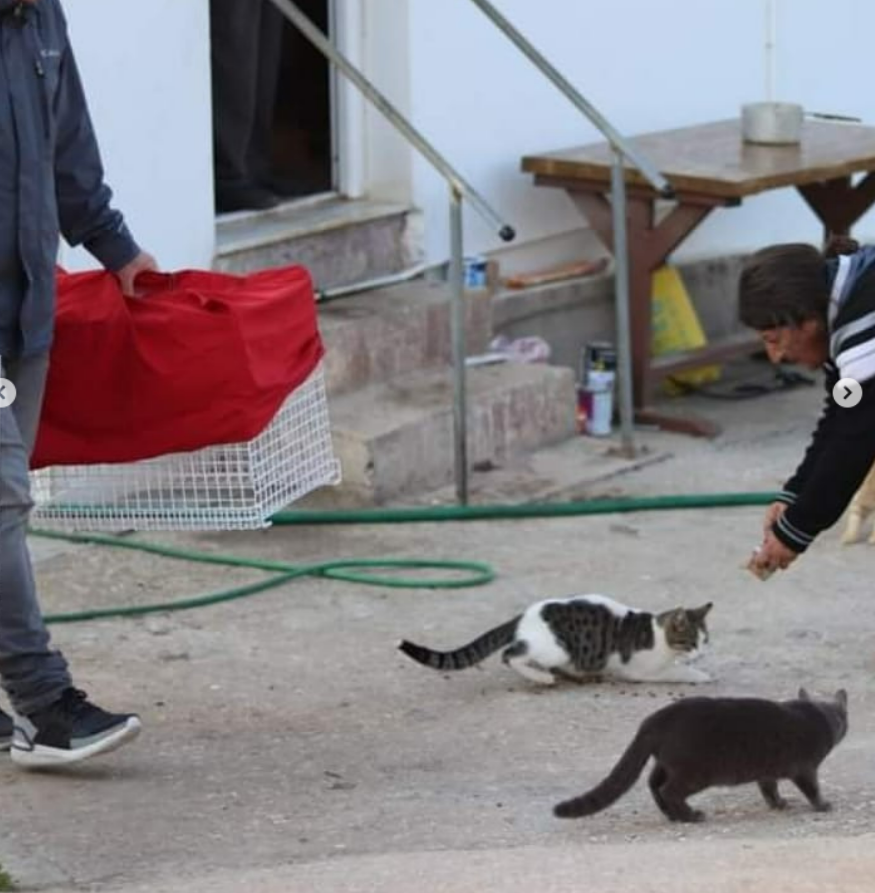 Nearly 100 Cats Co-Exist On This Greek Island Peacefully