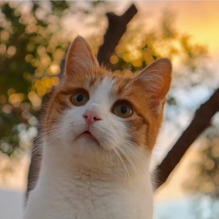 Nearly 100 Cats Co-Exist On This Greek Island Peacefully