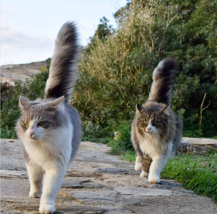 Nearly 100 Cats Co-Exist On This Greek Island Peacefully