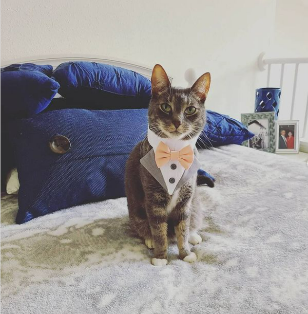 Cat nabs the spotlight at owners’ wedding as adorable ring bearer