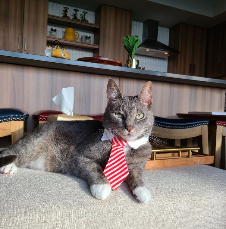 Cat nabs the spotlight at owners’ wedding as adorable ring bearer