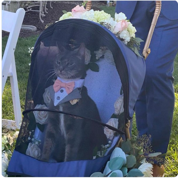 Cat nabs the spotlight at owners’ wedding as adorable ring bearer