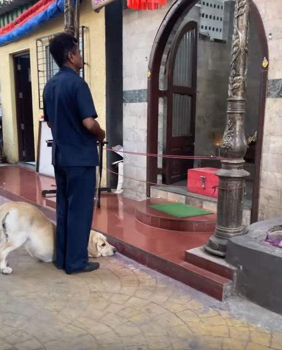 Dog bows down, pays respect to Lord Ganesha outside temple.