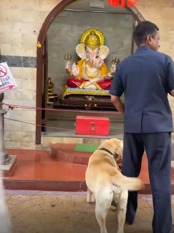 Dog bows down, pays respect to Lord Ganesha outside temple.