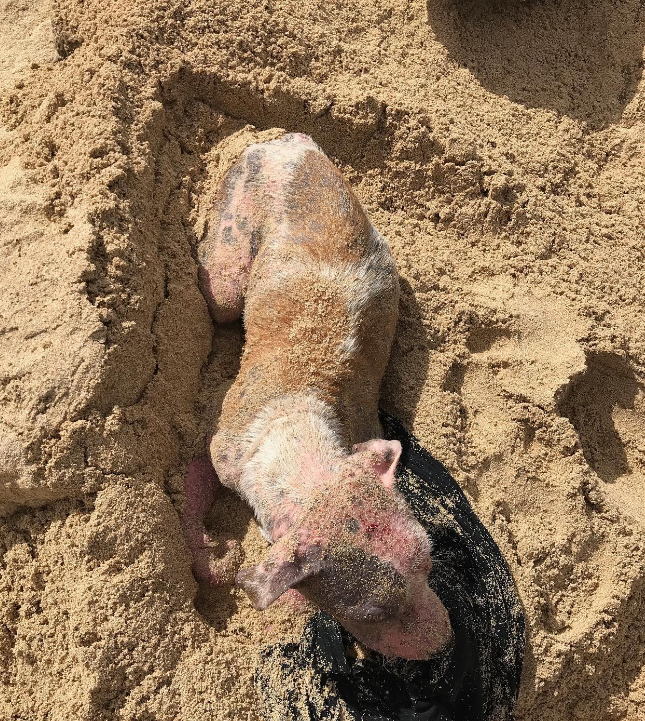 Badly Injured Dog Rescued After Being Buried Alive In The Sand in Hawaii