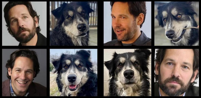 Dog named ‘Pawl Ruff’ goes viral for his resemblance to actor Paul Rudd