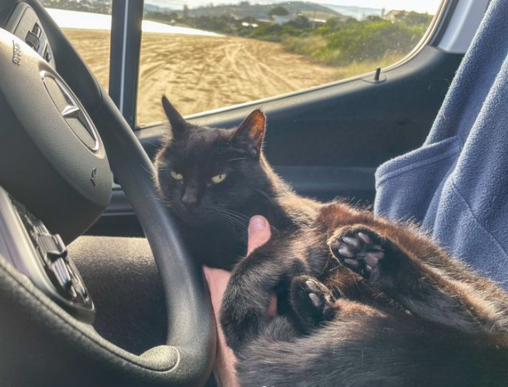 Man Left His Job, Sold Everything to Travel With Cat Who Rescued Him During Toughest Time