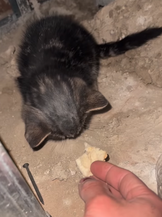 Construction Workers Find Frozen Kitten On Site Waiting For Help