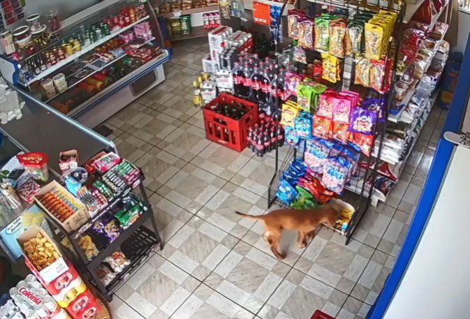 Clever Pup Waits For The Perfect Moment To Pull Off Brazen Store Robbery