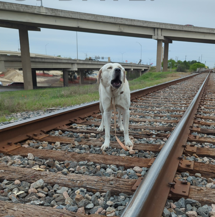 Dog rescued just in time after being nai.led to railroad track, finds a new home