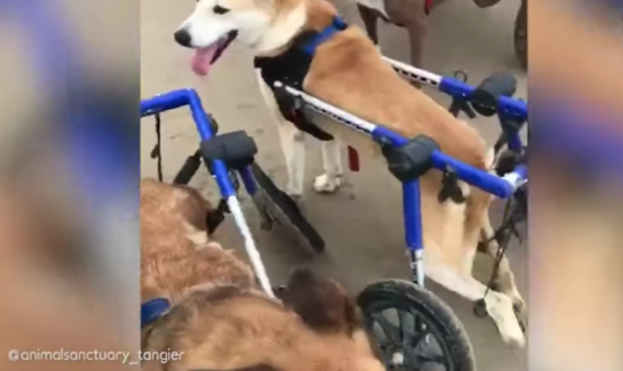 Disabled Dogs In Wheelchairs Go To The Beach And Run In The Sand For The First Time