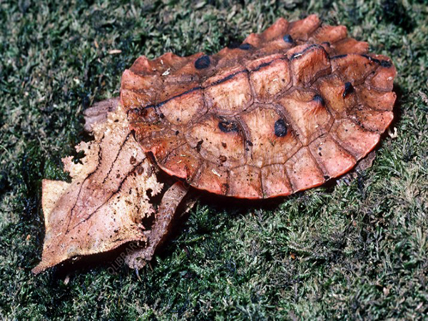 “Discover the Enigmatic World of ‘Mata Mata’: The Master of Camouflage in the Turtle Kingdom”