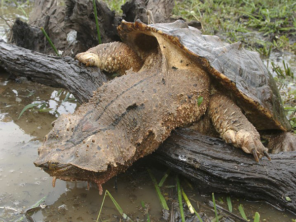 “Discover the Enigmatic World of ‘Mata Mata’: The Master of Camouflage in the Turtle Kingdom”
