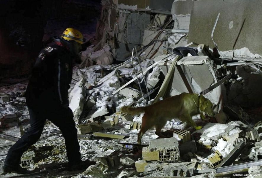 In Turkey, a dog with injured paws found 5 people under the rubble