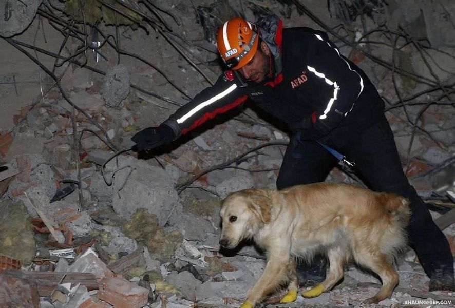 In Turkey, a dog with injured paws found 5 people under the rubble