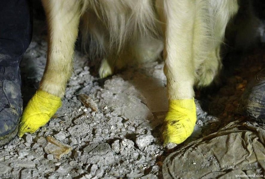 In Turkey, a dog with injured paws found 5 people under the rubble