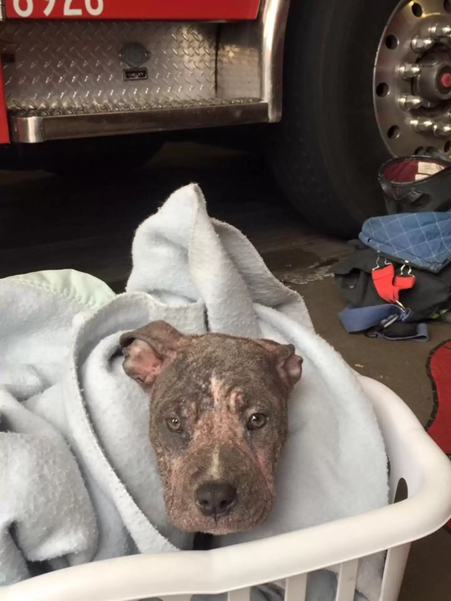 Sick Stray Puppy Overjoyed When Firefighter Who Saved Her Comes To Visit