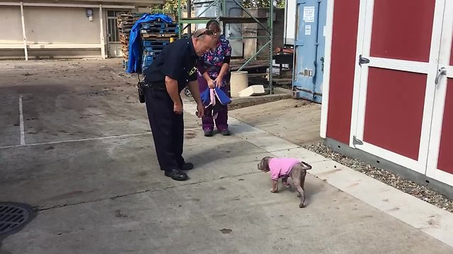 Sick Stray Puppy Overjoyed When Firefighter Who Saved Her Comes To Visit