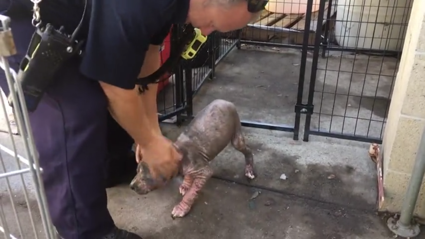 Sick Stray Puppy Overjoyed When Firefighter Who Saved Her Comes To Visit