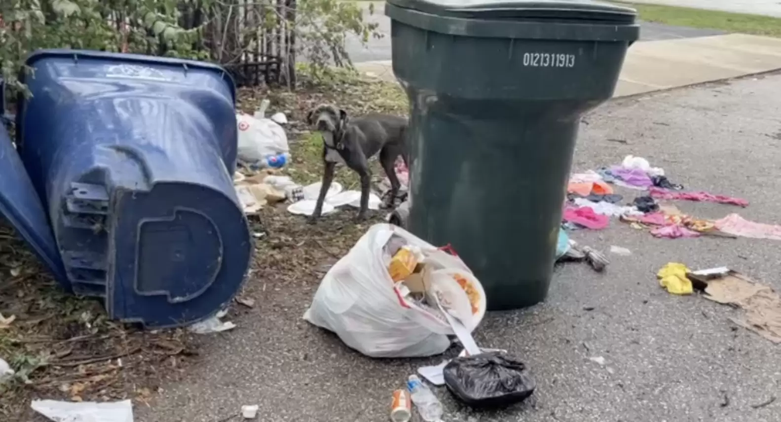 Stray Dog Found Sleeping On Trash Can’t Stop Hugging Her Rescuers