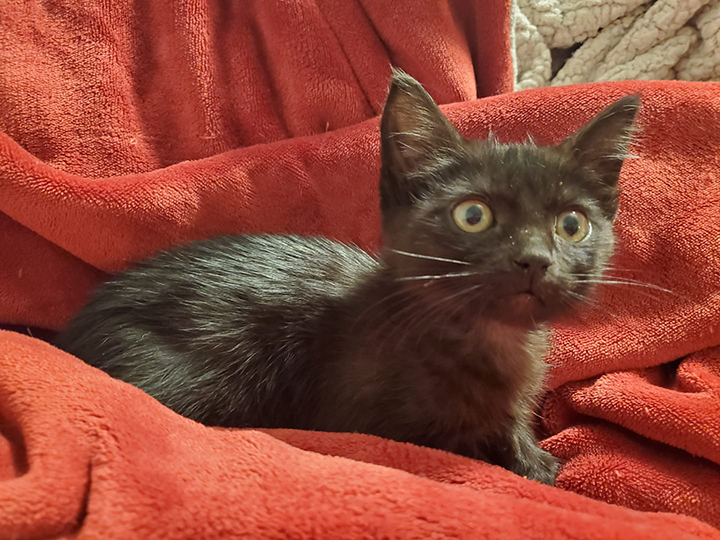 Kitten Grows Back Beautiful Fur in Different Color 8 Weeks After Being Rescued from Burns