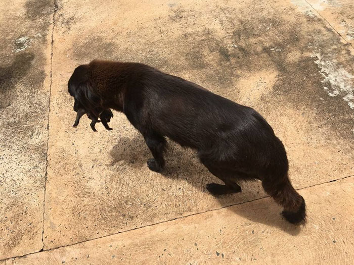 This Dog Was Spotted Digging Trash, Turns Out He Was Actually Trying To Save Someone’s Life