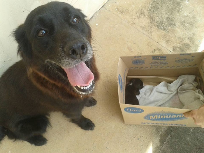 This Dog Was Spotted Digging Trash, Turns Out He Was Actually Trying To Save Someone’s Life