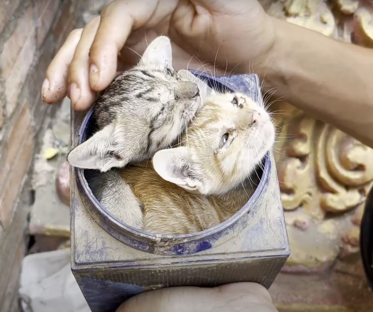 Two Starving Kittens Were Rescued From A Packed Tin By A Kind Man