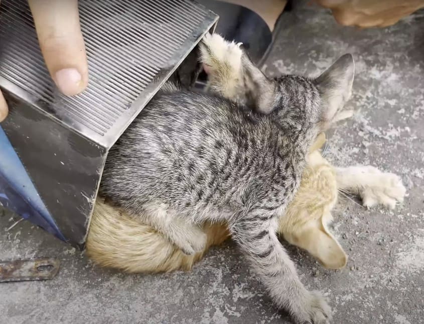 Two Starving Kittens Were Rescued From A Packed Tin By A Kind Man