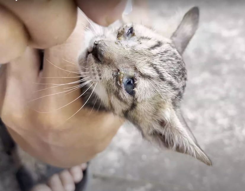 Two Starving Kittens Were Rescued From A Packed Tin By A Kind Man