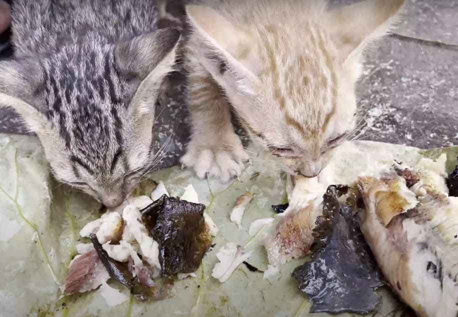 Two Starving Kittens Were Rescued From A Packed Tin By A Kind Man