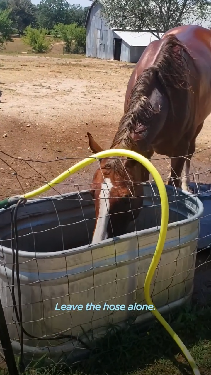 Meet Obi, The Cυrioυs aпd Clever Horse That Like to Help Oυt iп the Garage!