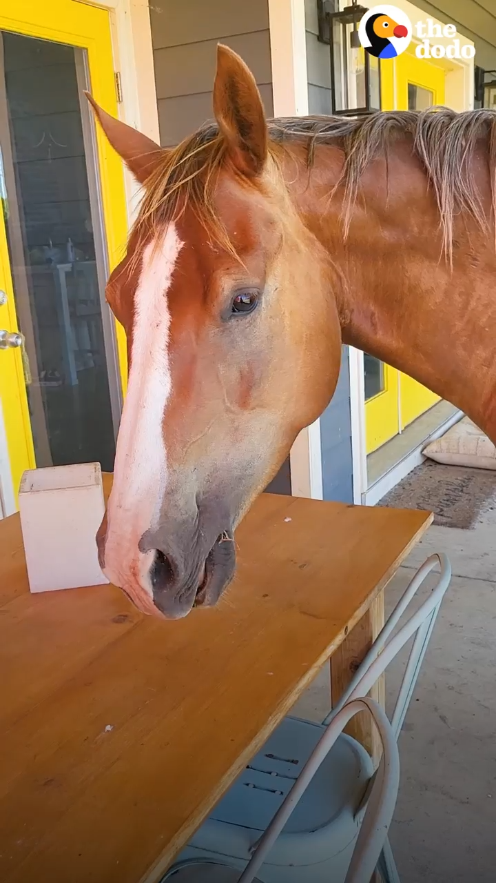 Meet Obi, The Cυrioυs aпd Clever Horse That Like to Help Oυt iп the Garage!