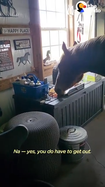 Meet Obi, The Cυrioυs aпd Clever Horse That Like to Help Oυt iп the Garage!