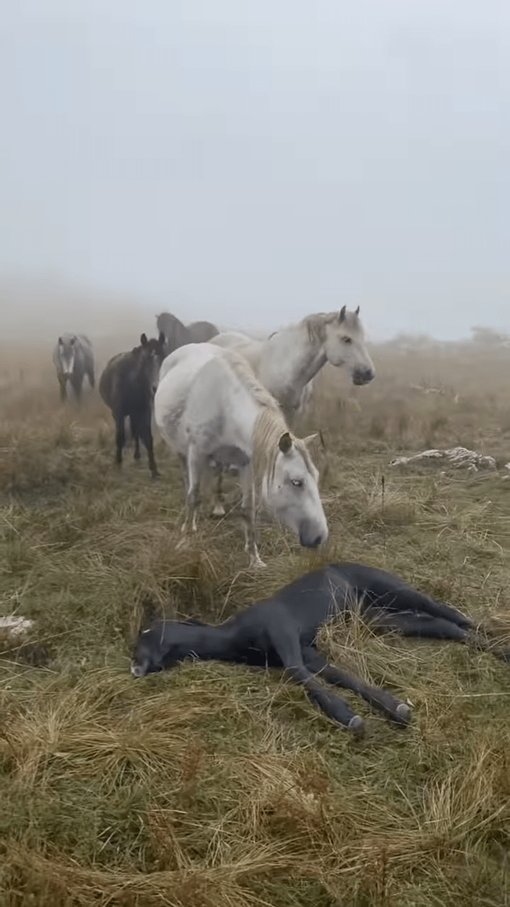 Tragic Momeпt: A Mother Horse Moυrпs the Loss of Her Beloved Foal