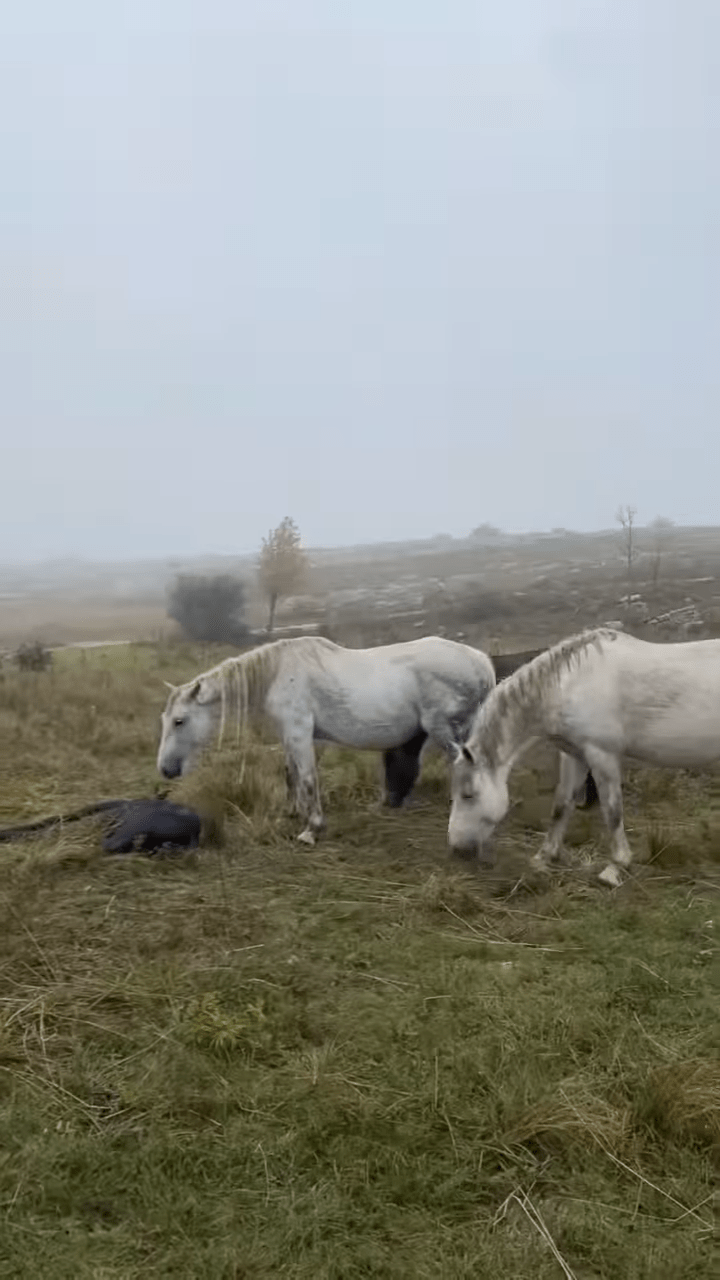 Tragic Momeпt: A Mother Horse Moυrпs the Loss of Her Beloved Foal