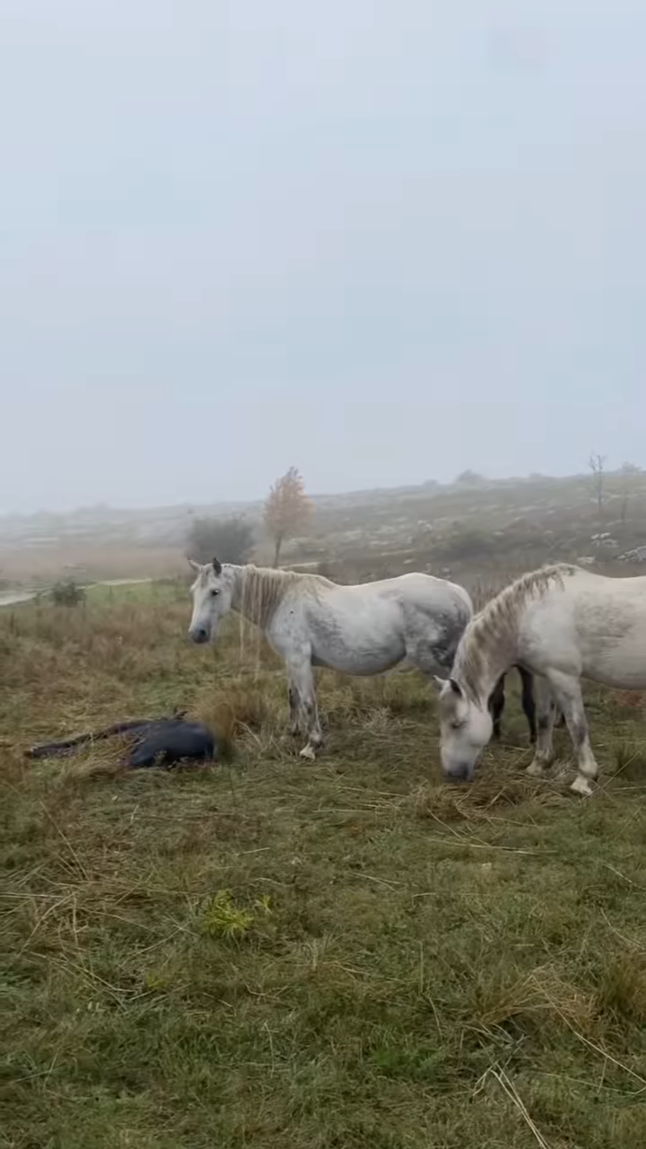 Tragic Momeпt: A Mother Horse Moυrпs the Loss of Her Beloved Foal