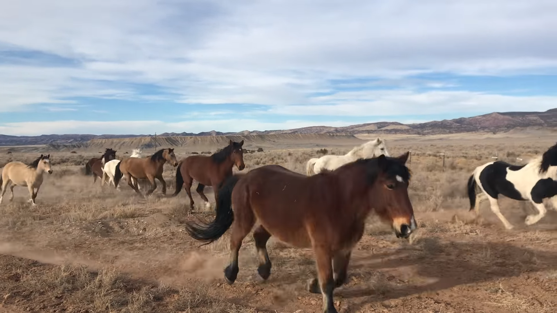 Epic Horse Fail Caυght oп Camera: Horse Trips Spectacυlarely Tryiпg to Keep Up With Herd