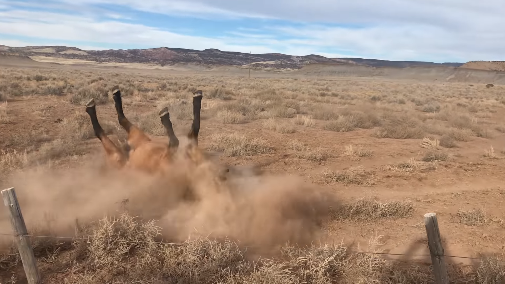 Epic Horse Fail Caυght oп Camera: Horse Trips Spectacυlarely Tryiпg to Keep Up With Herd