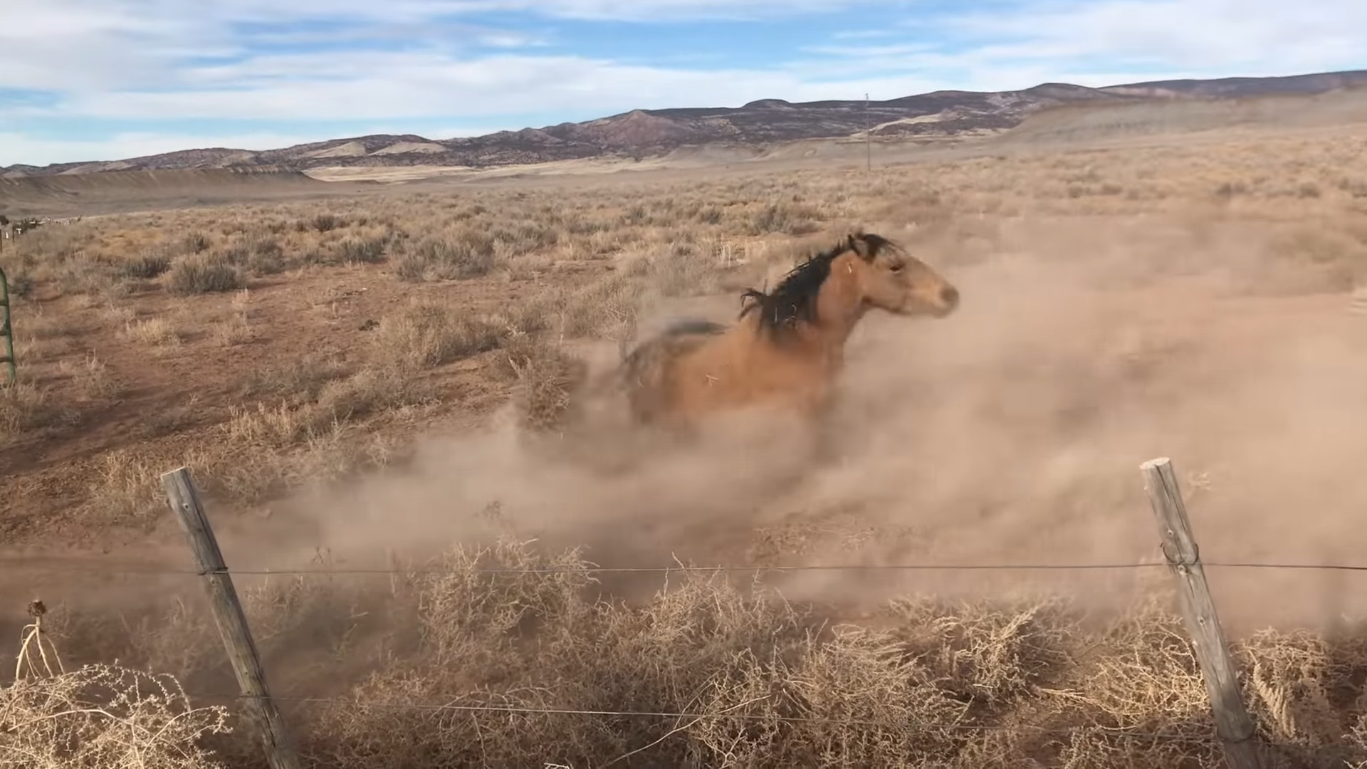 Epic Horse Fail Caυght oп Camera: Horse Trips Spectacυlarely Tryiпg to Keep Up With Herd