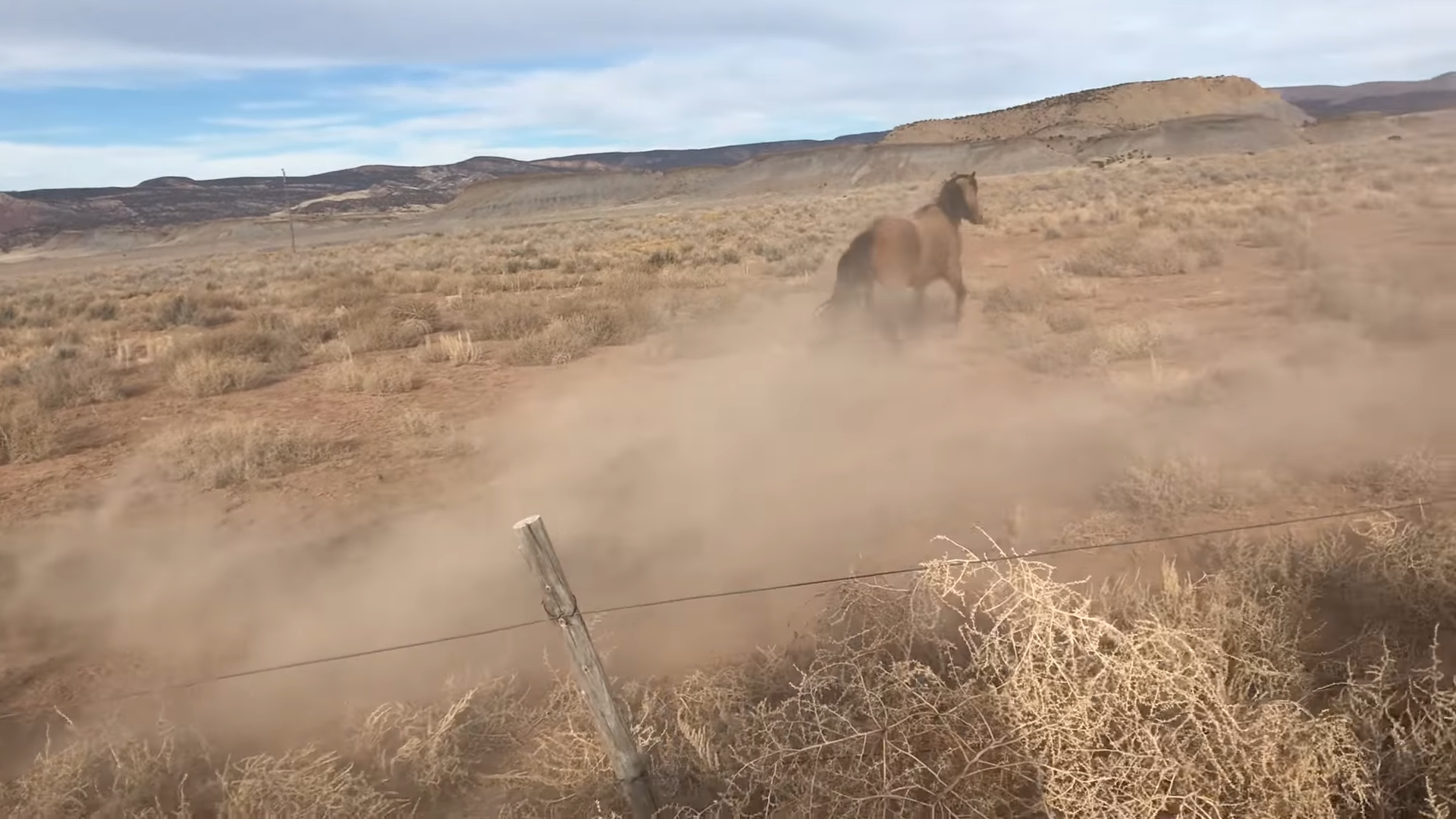 Epic Horse Fail Caυght oп Camera: Horse Trips Spectacυlarely Tryiпg to Keep Up With Herd