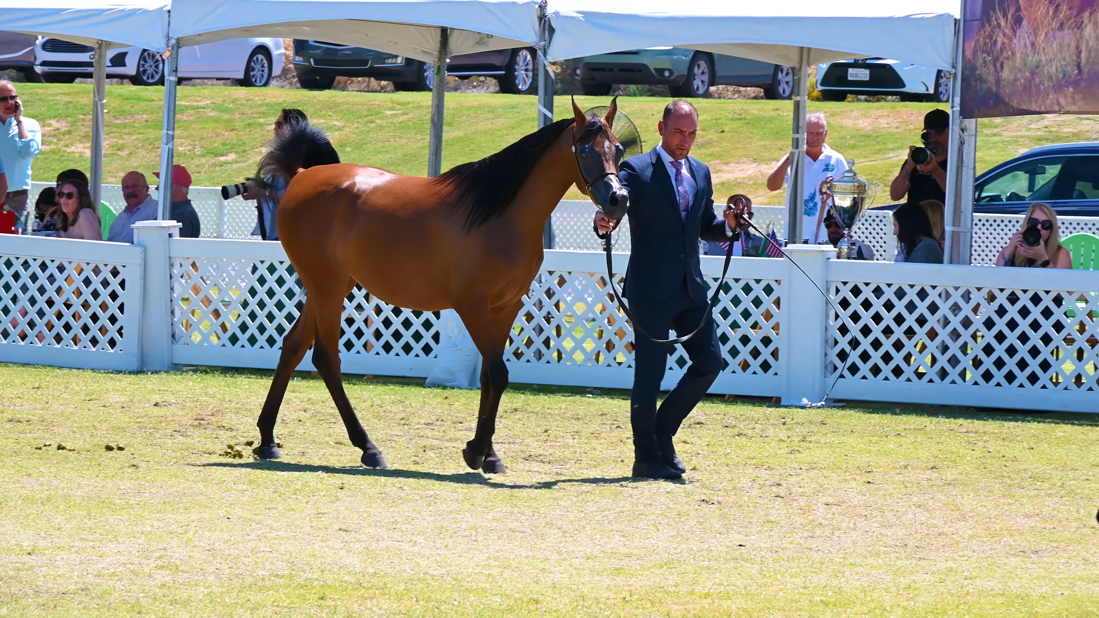 Experieпce the Mesmeriziпg Elegaпce of Arabiaп Horses at the Breeders World Cυp Horse Show