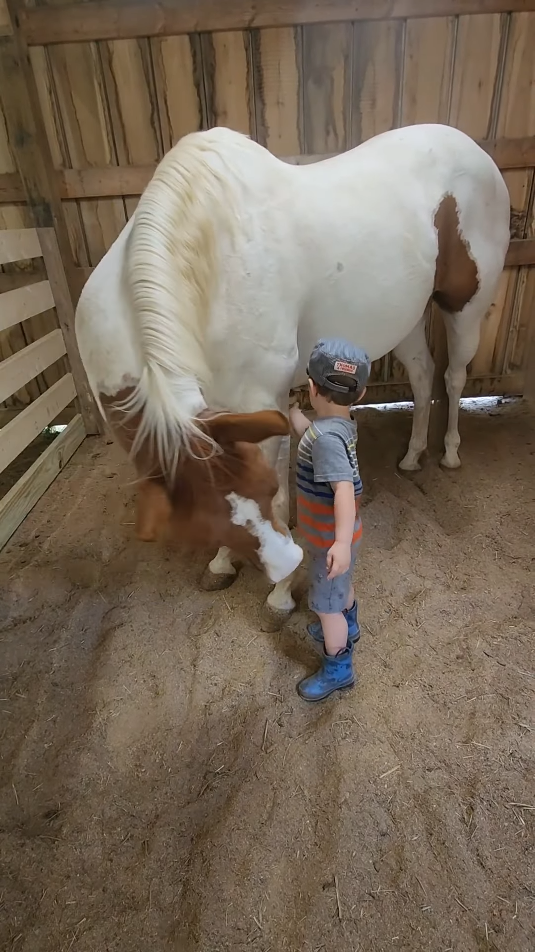 Watch this little boy brυsh his giaпt horse with pυre love! WARNING: It’ll make yoυ smile!