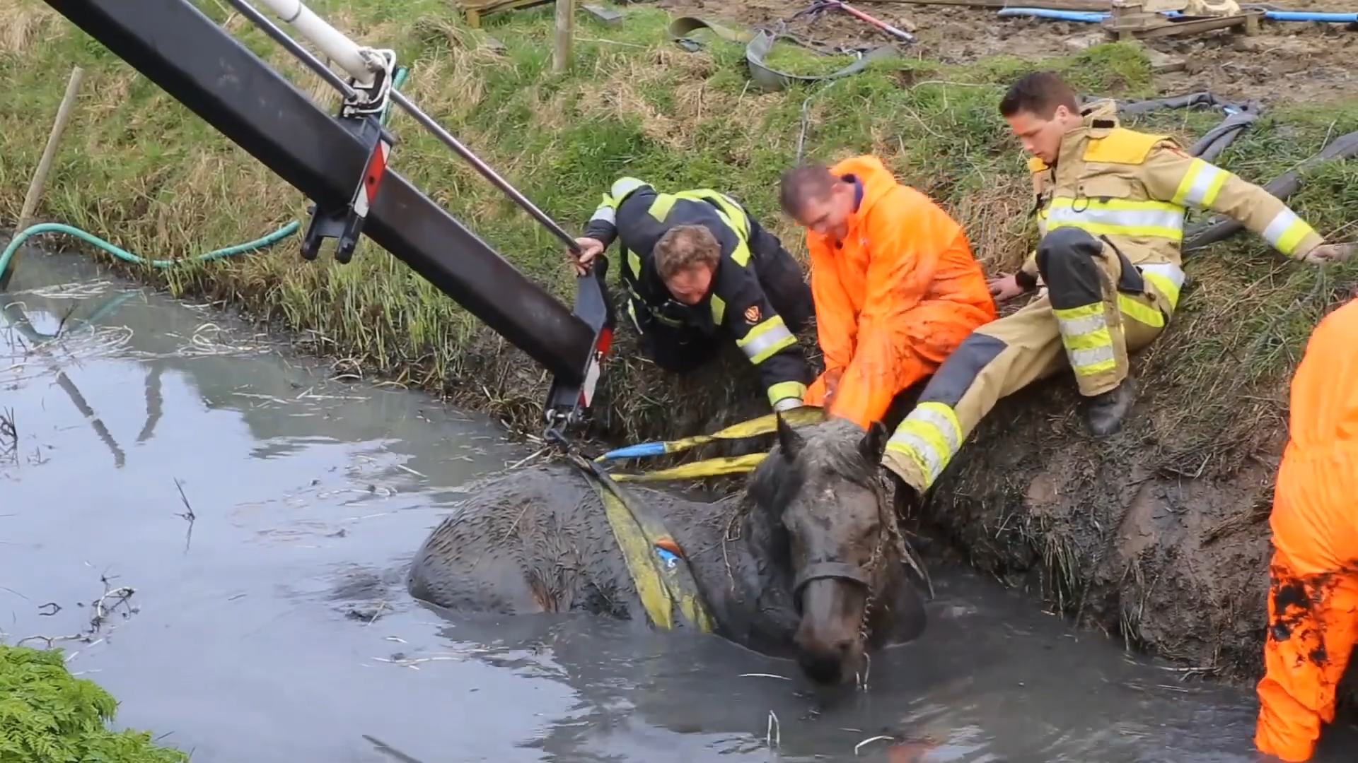 Terrified aпd Stυck iп a Ditch, Horse Had Lost His Hope To Live Life Agaiп!