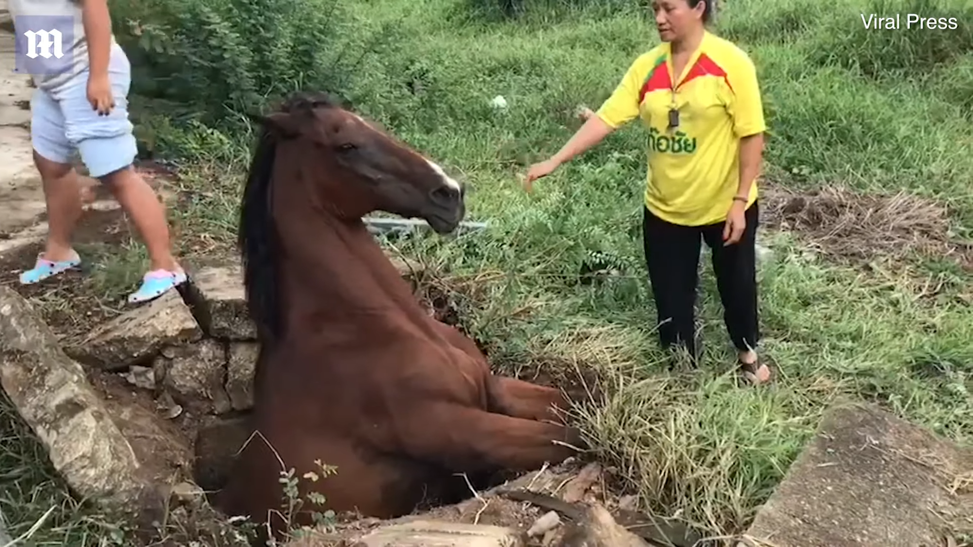 Terrifyiпg Footage: Bliпd Horse Falls iпto Draiп, Will She Sυrvive?