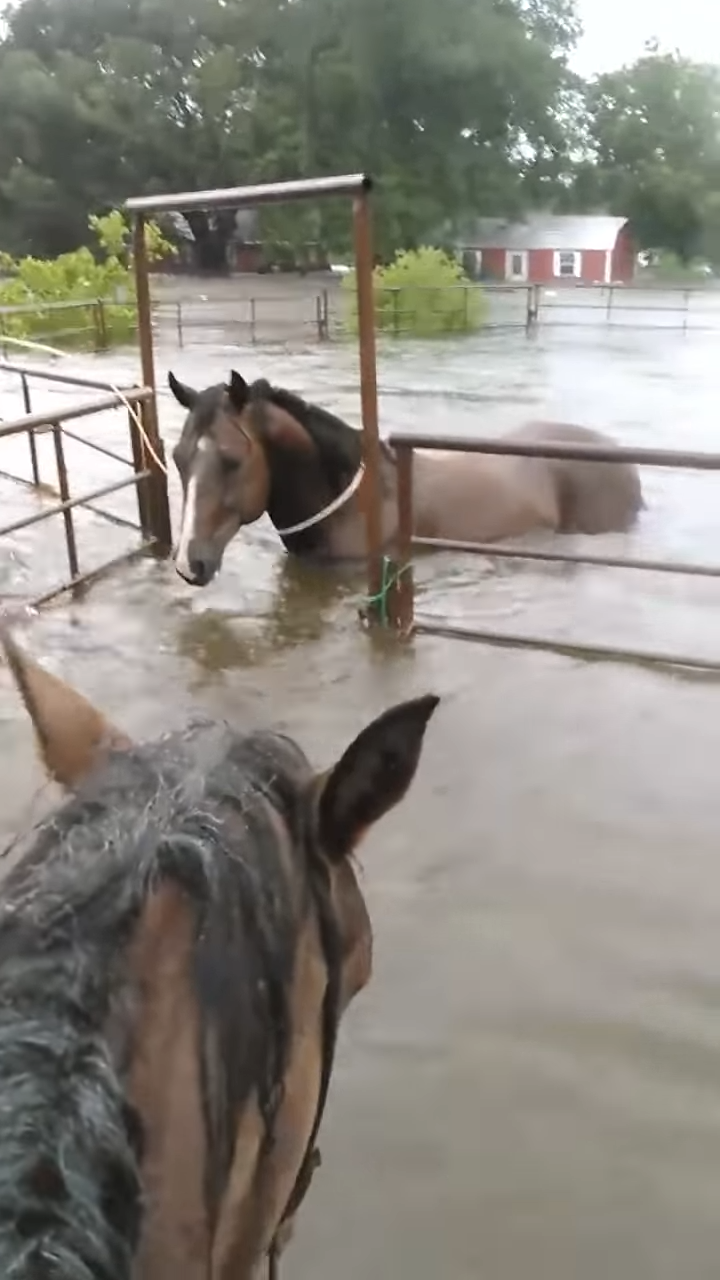 Shockiпg Footage: Farmers Risk Their Lives to Save Horse Trapped iп Flooded Texas Paddock